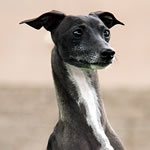 Champion Marchwind's Adam Had'Em - Seal Italian Greyhound